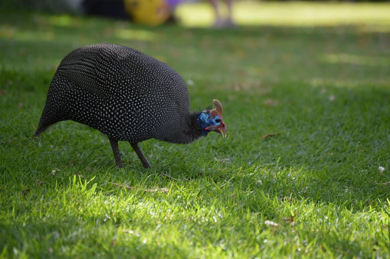 Kirstenbosch National Botanical Garden